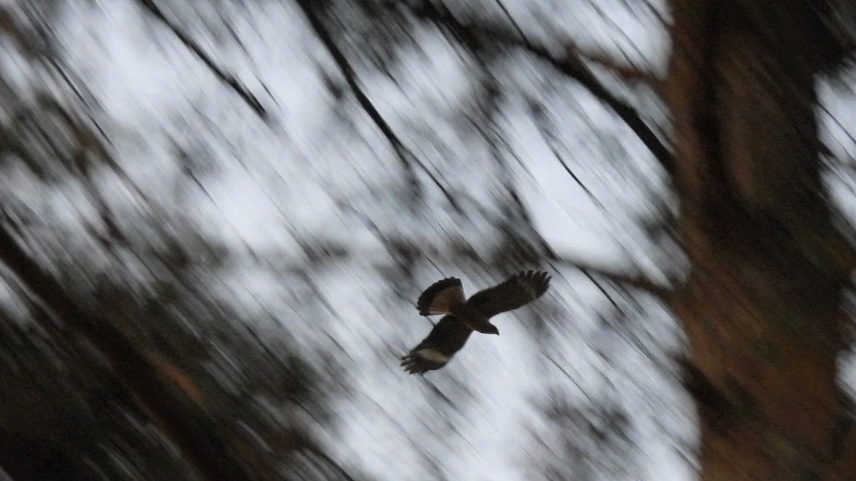 Bicolored Hawk (Spotted) - ML612040295