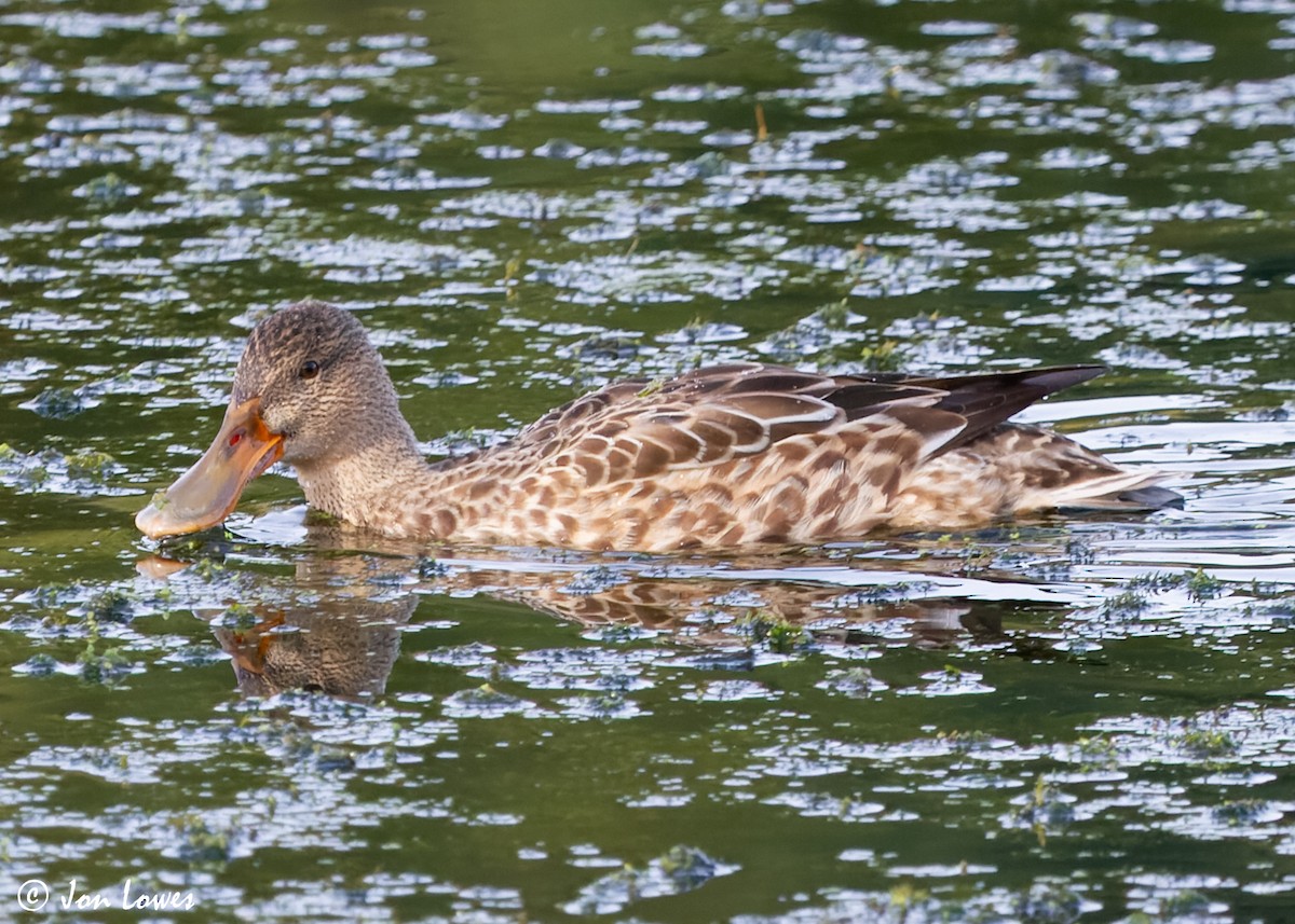 Northern Shoveler - ML612040320