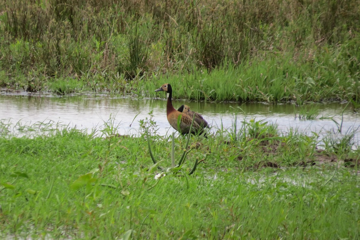 White-faced Whistling-Duck - ML612040330