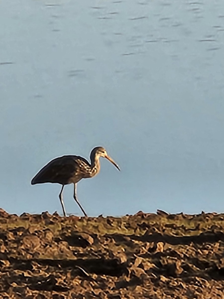 Limpkin (Speckled) - ML612040341