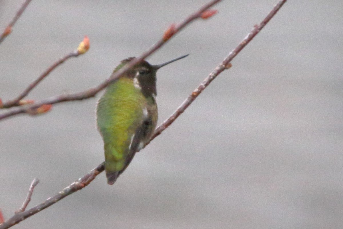 Colibrí de Anna - ML612040361