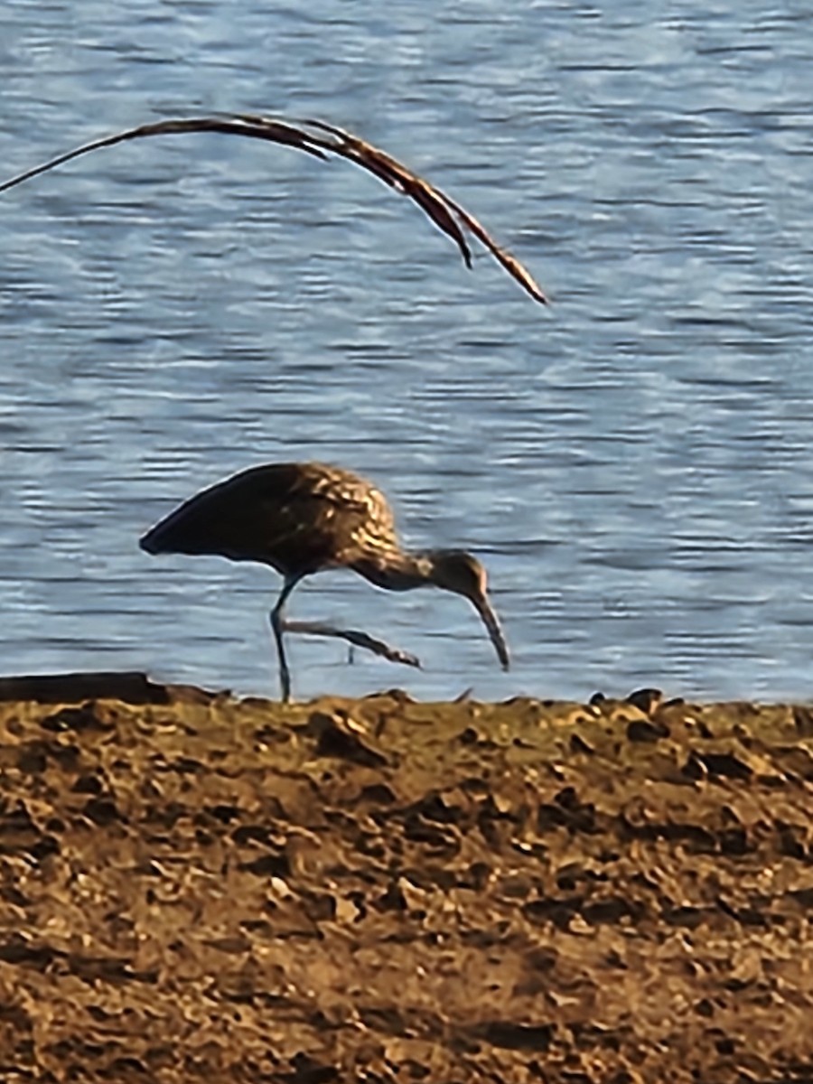 Limpkin (Speckled) - ML612040380