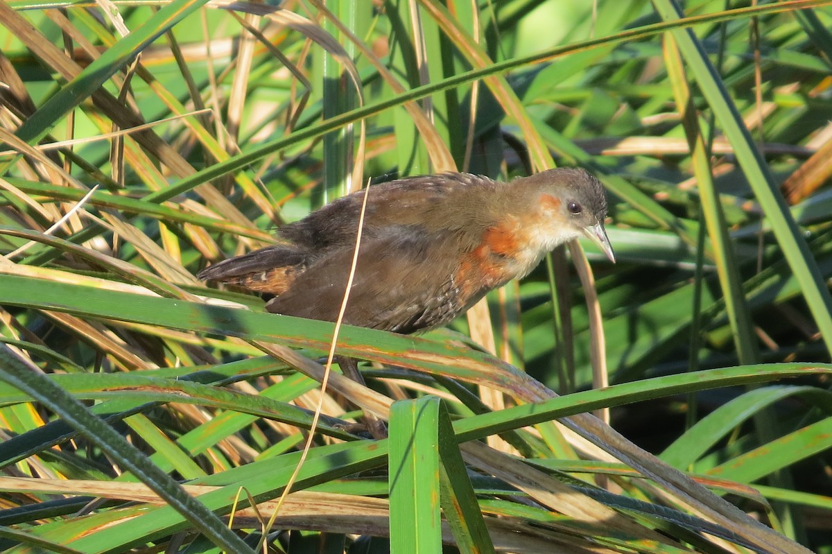 Rufous-sided Crake - ML612040422