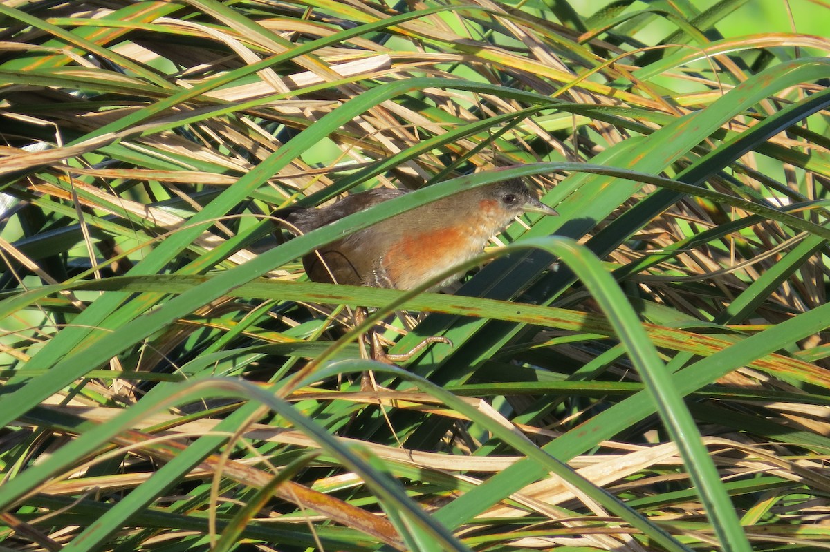 Rufous-sided Crake - Cleberton Bianchini