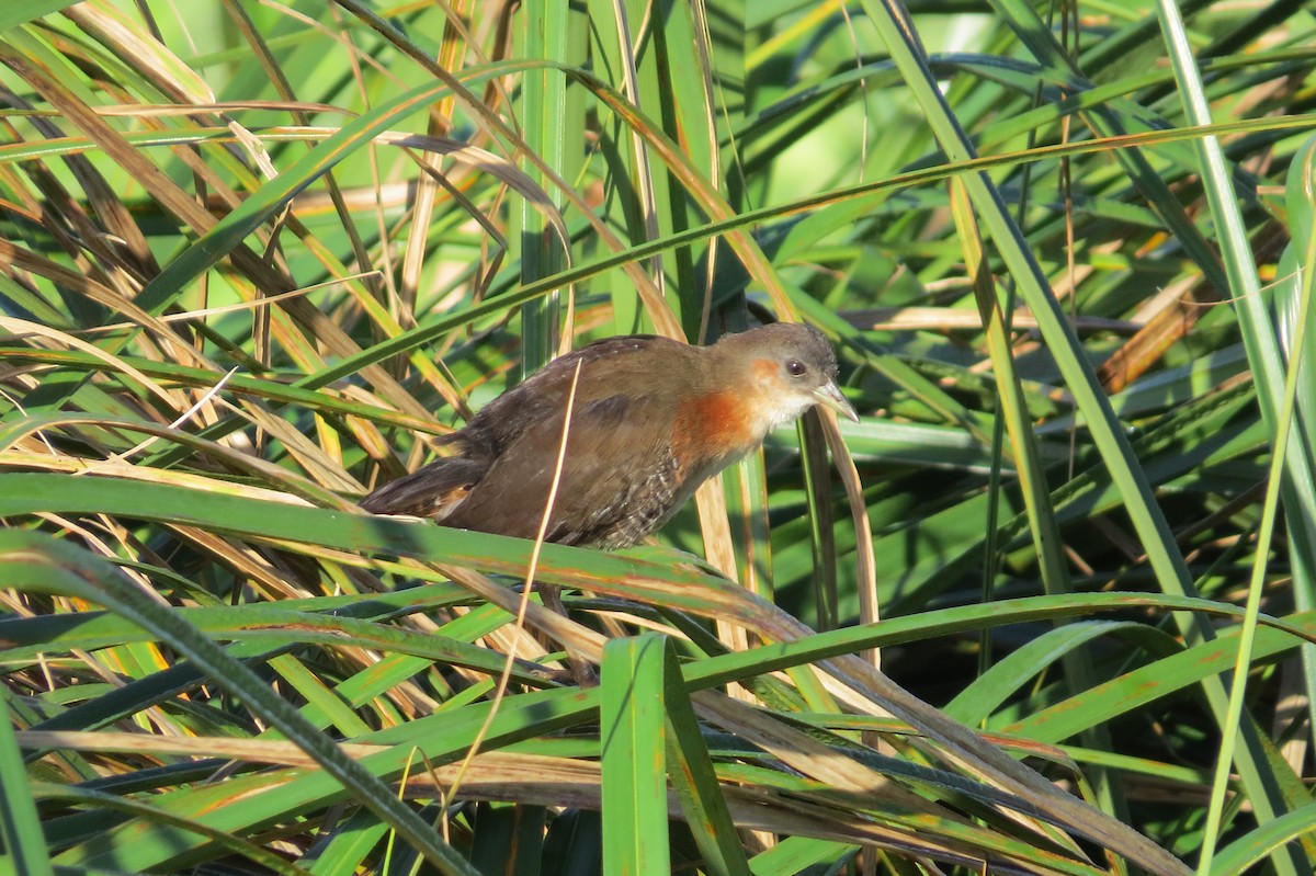 Rufous-sided Crake - ML612040424