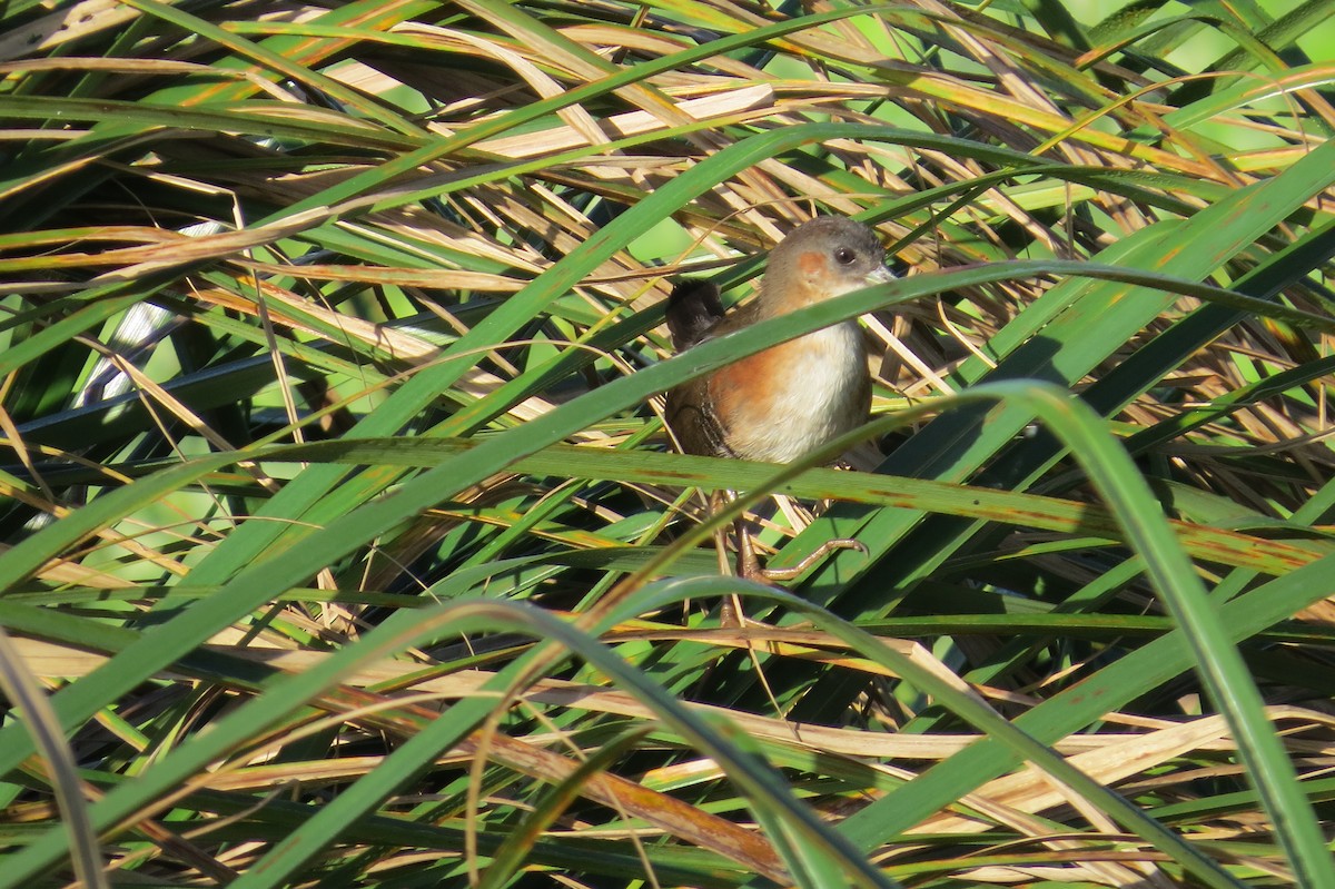 Rufous-sided Crake - ML612040425