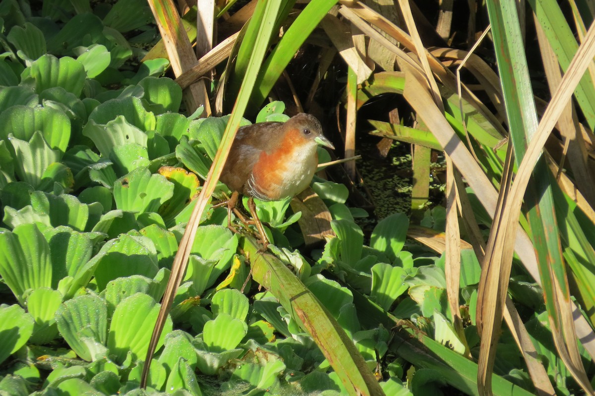 Rufous-sided Crake - ML612040426