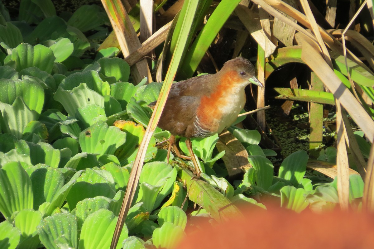 Rufous-sided Crake - ML612040427