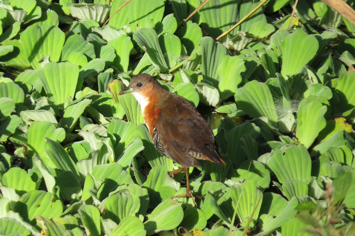 Rufous-sided Crake - ML612040428