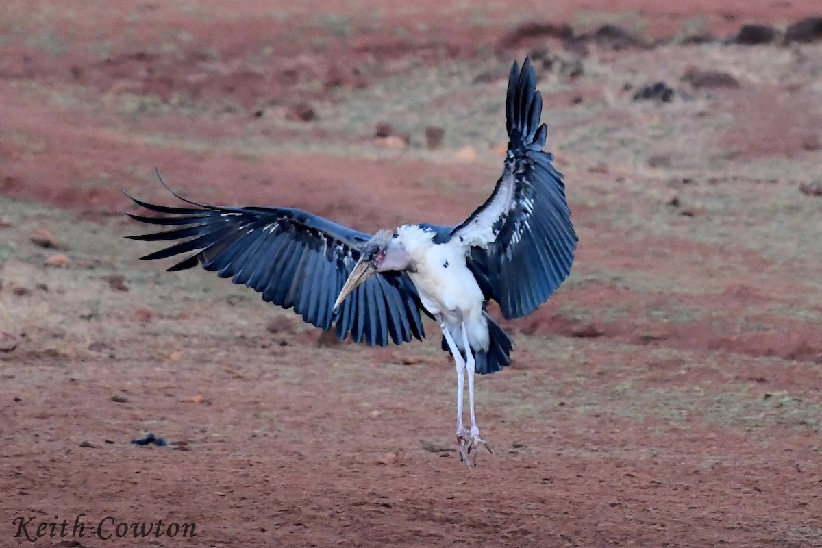 Marabou Stork - ML612040431