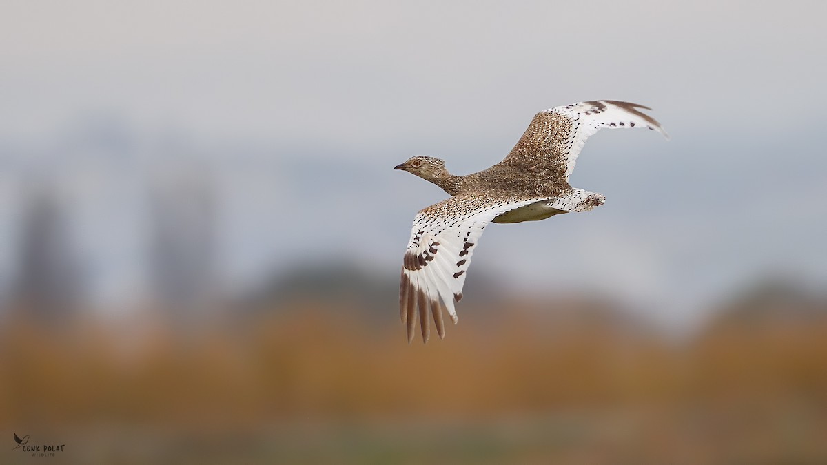 Little Bustard - ML612040436