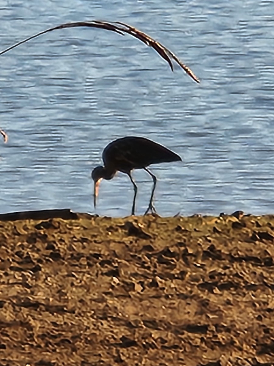 Limpkin (Speckled) - ML612040438