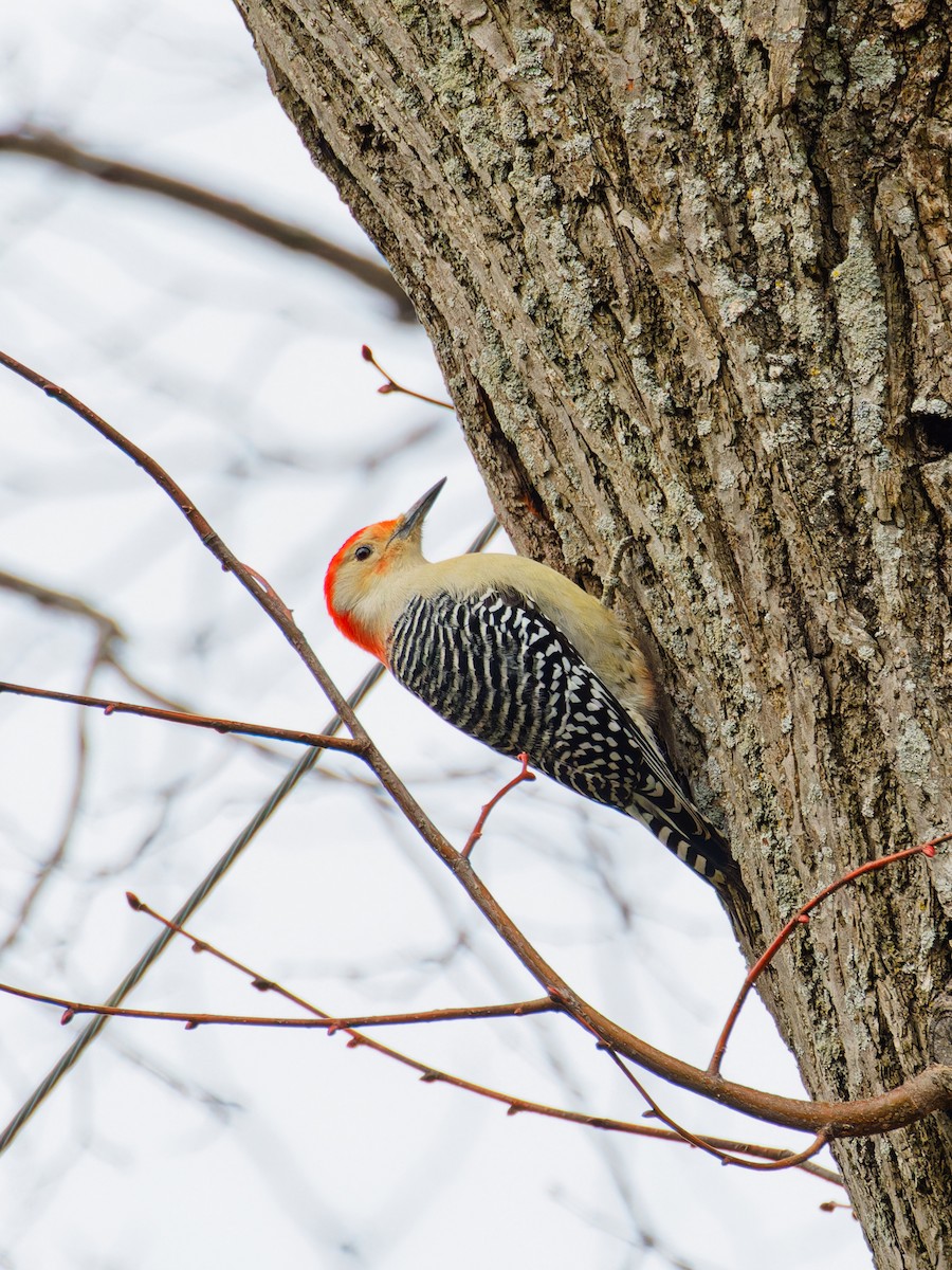 Red-bellied Woodpecker - ML612040563