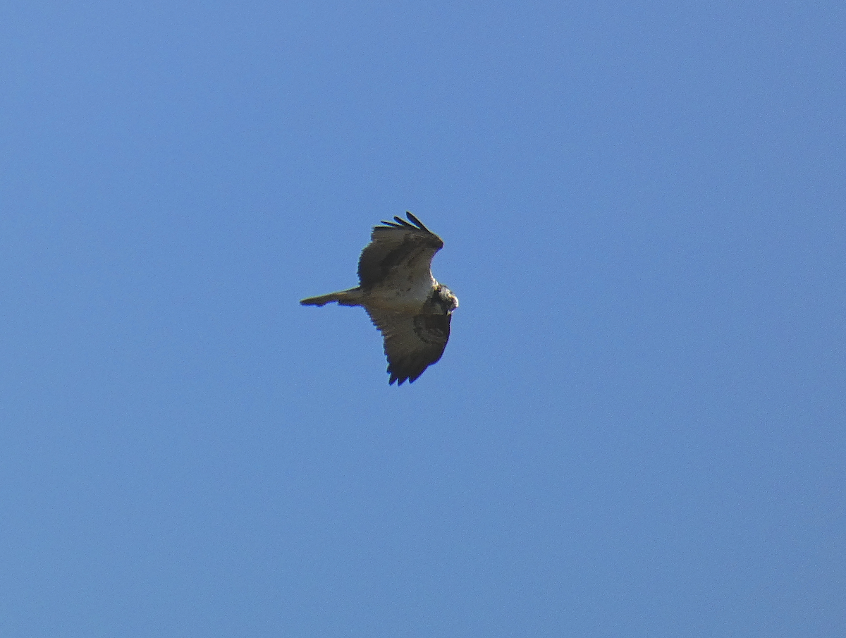 Águila Pescadora - ML612040645