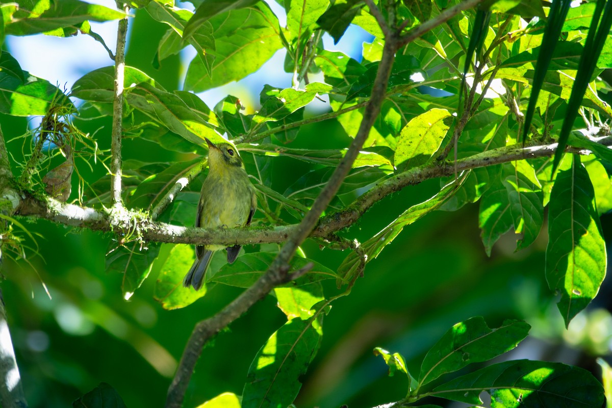 Oustalet's Tyrannulet - ML612040678