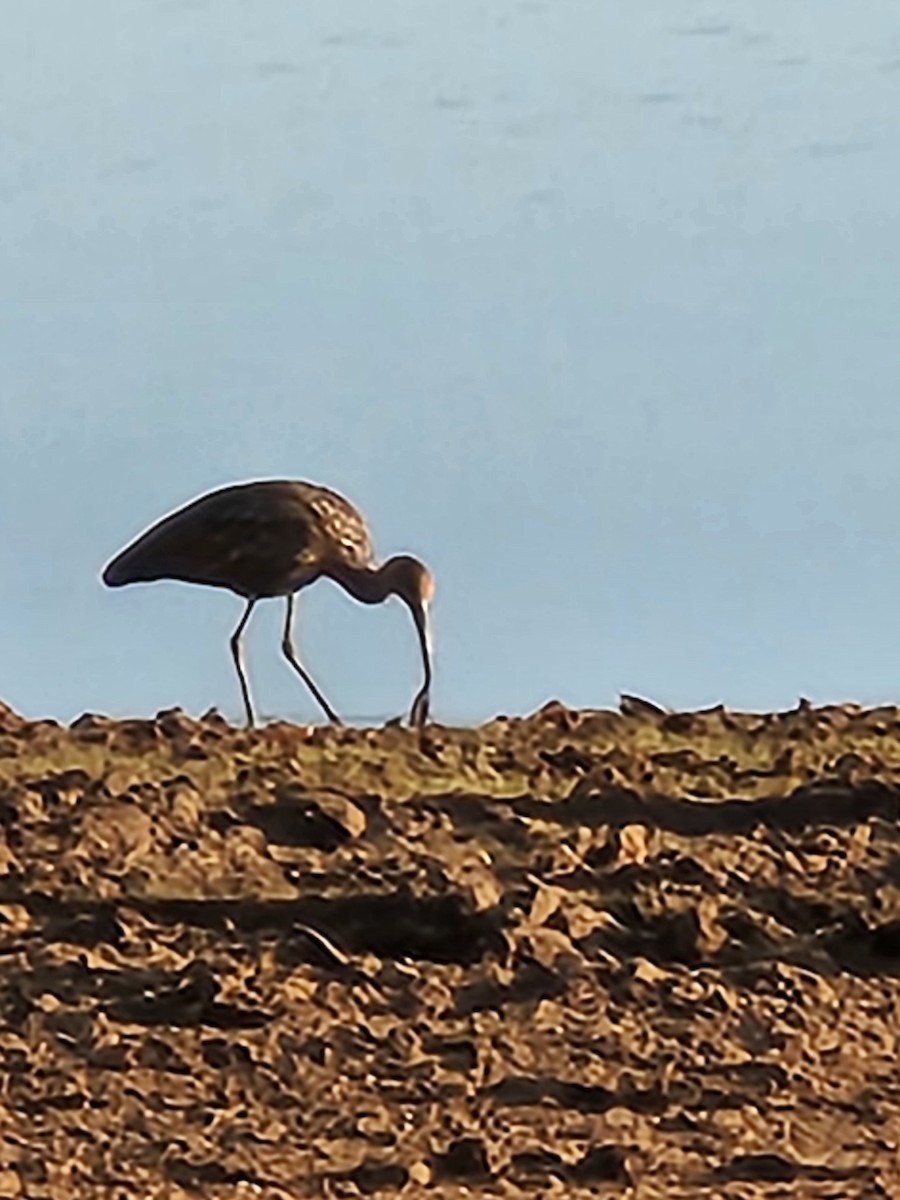 Limpkin (Speckled) - ML612040699