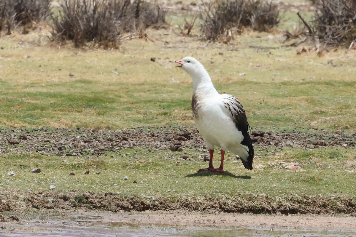 Andean Goose - ML612040709
