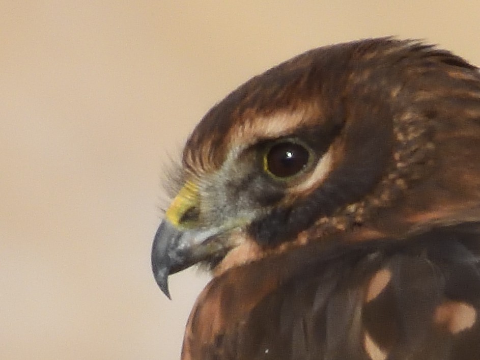 Northern Harrier - ML612040710