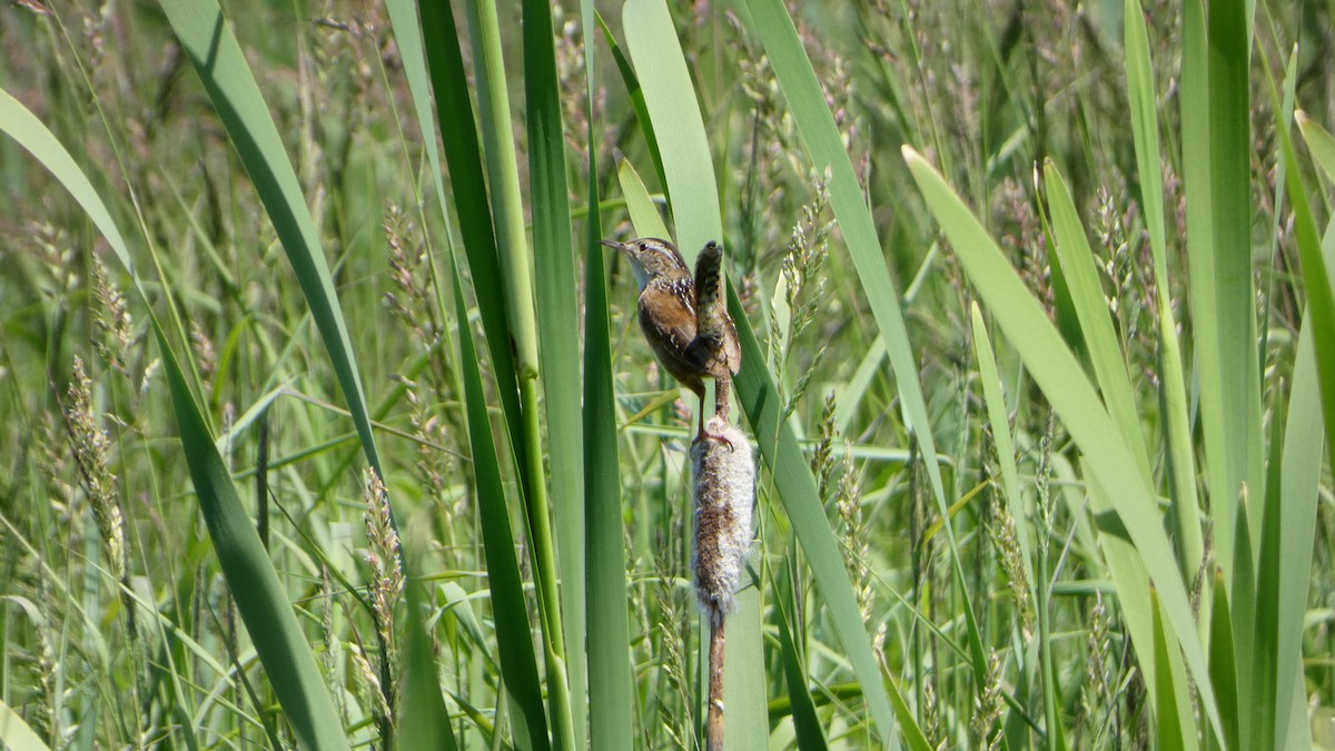 Marsh Wren - Nick Godfrey