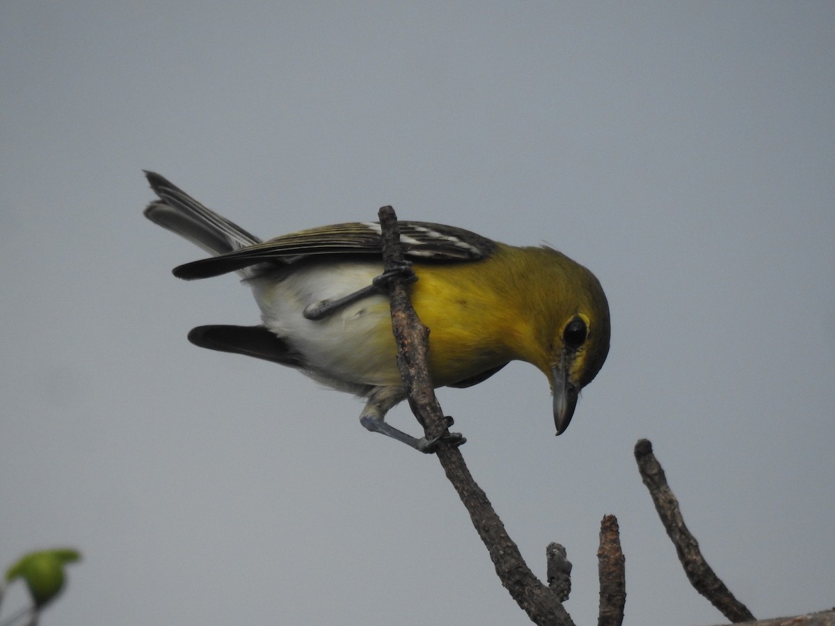 Yellow-throated Vireo - ML612040737