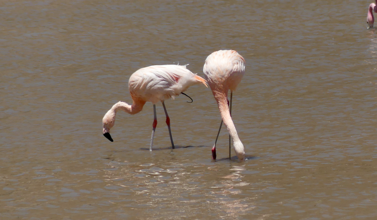 Chilean Flamingo - ML612040742