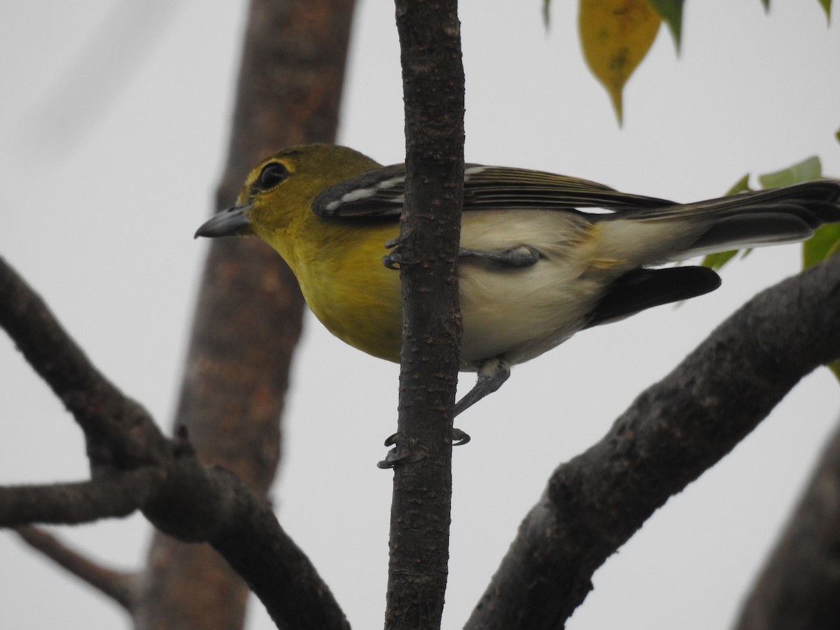 Yellow-throated Vireo - ML612040743