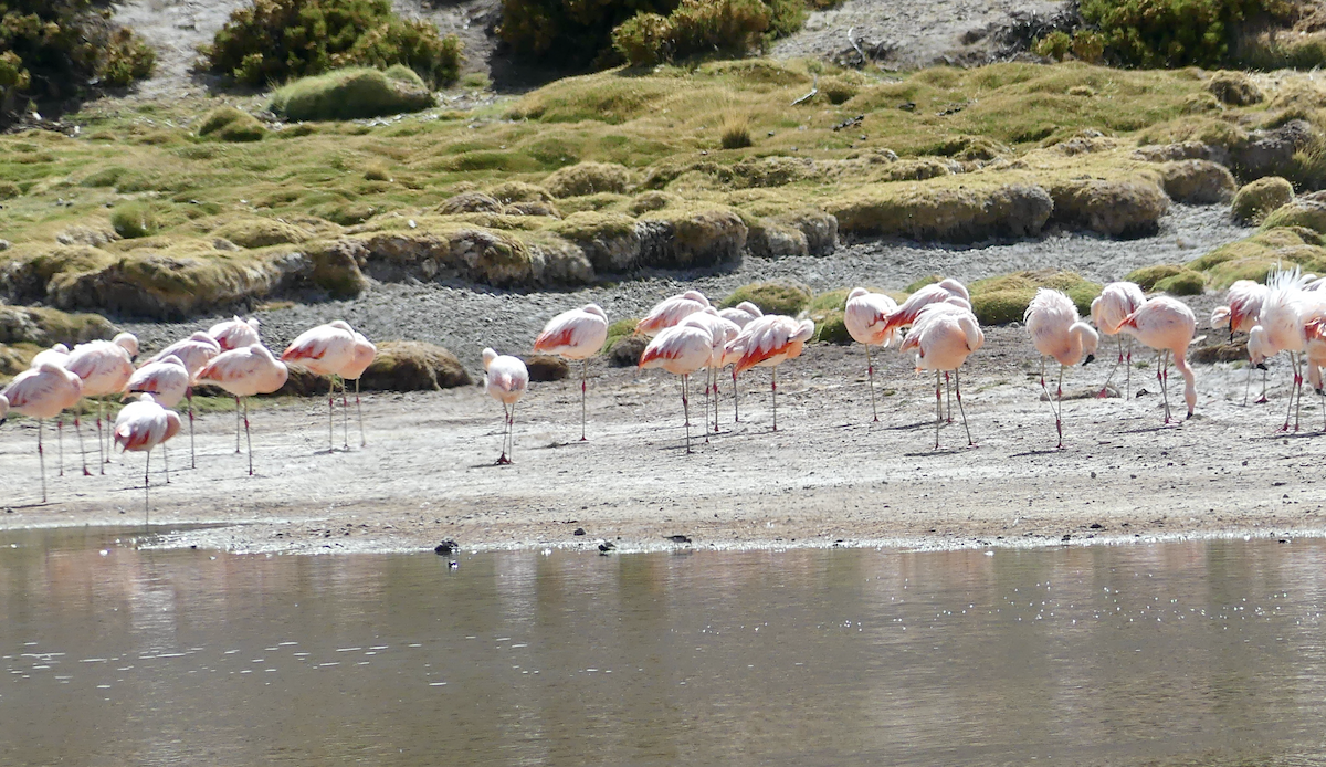 Chilean Flamingo - ML612040746