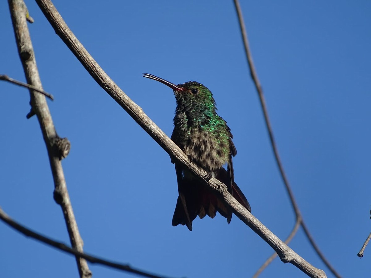 Rufous-tailed Hummingbird - ML612040833