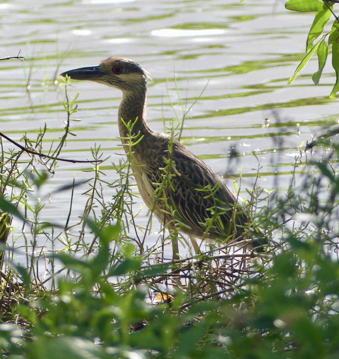 Yellow-crowned Night Heron - ML612040922