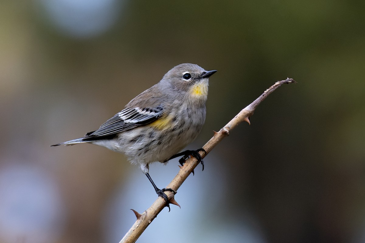 Yellow-rumped Warbler - Stephane Demers