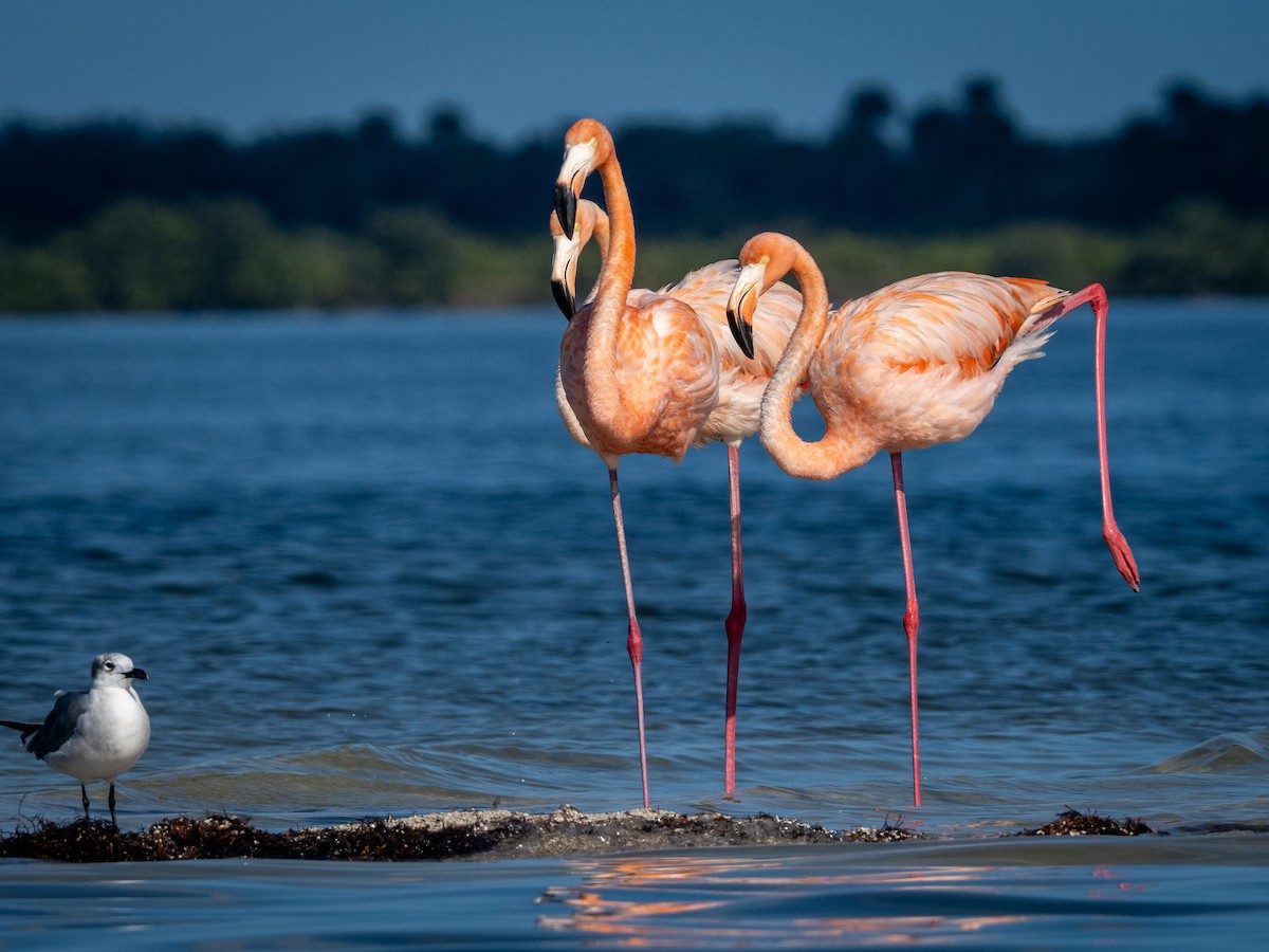 Amerika Flamingosu - ML612041026