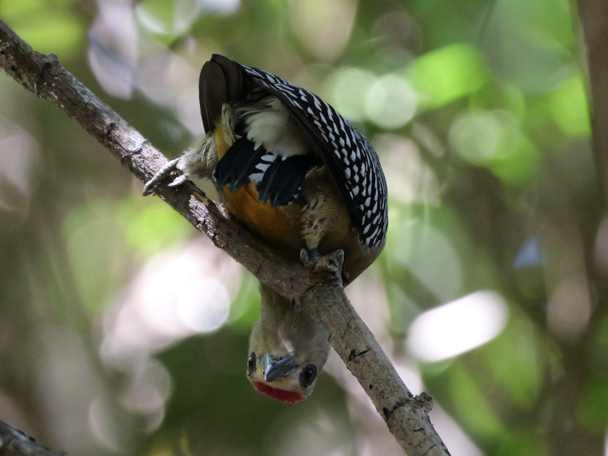 Hoffmann's Woodpecker - ML612041042