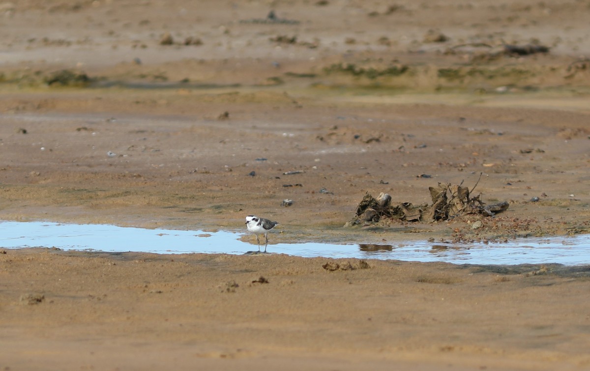 Kentish Plover (Hanuman) - ML612041064