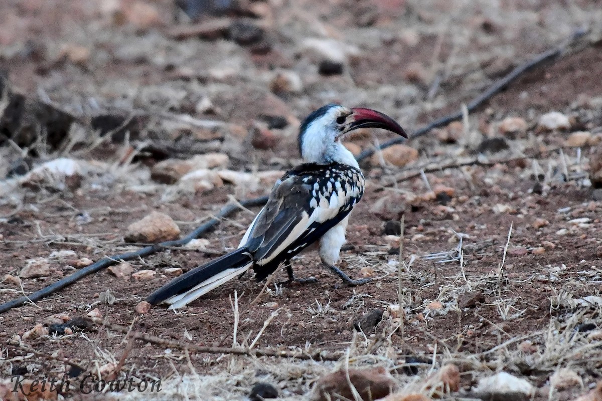Northern Red-billed Hornbill - Keith Cowton