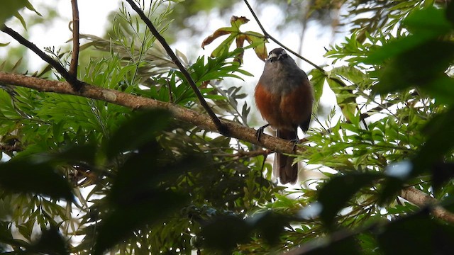 Palani Laughingthrush - ML612041098