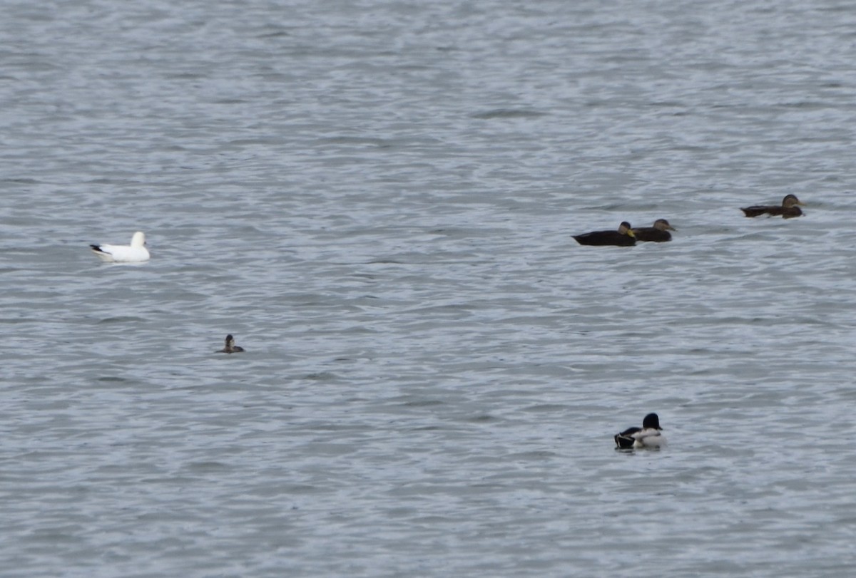 Ross's Goose - Andrea Heine