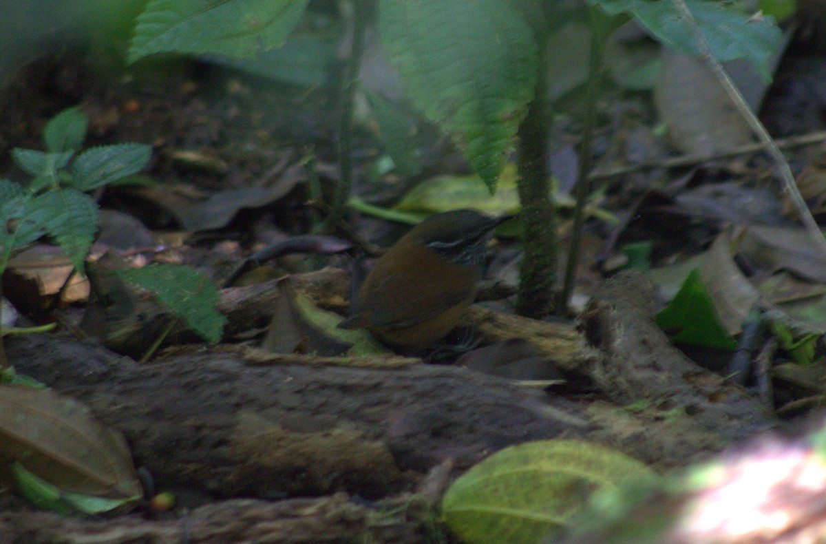 Gray-breasted Wood-Wren - Iyok Madriz Guevara