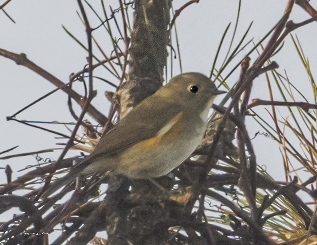 Red-flanked Bluetail - ML612041149