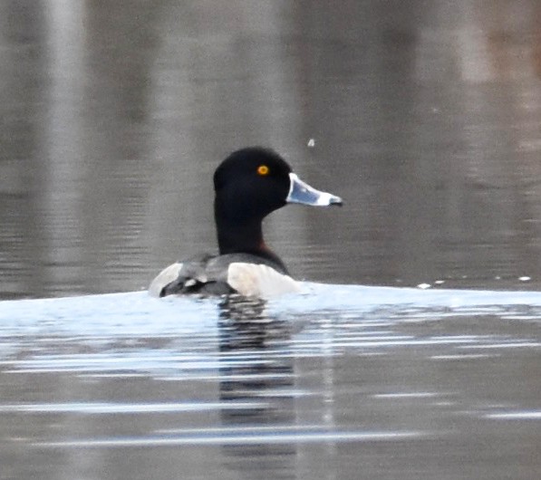 Ring-necked Duck - ML612041181