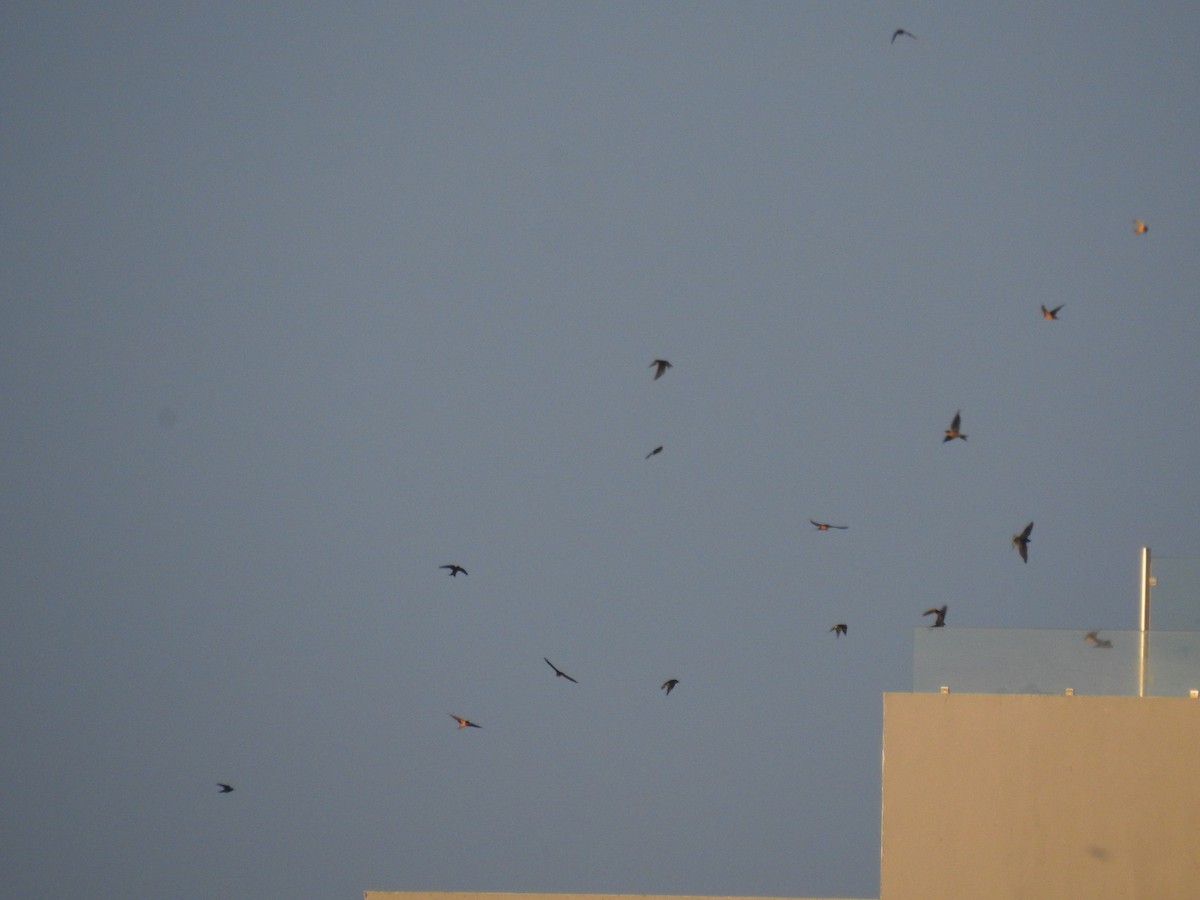 Barn Swallow - Jody  Wells