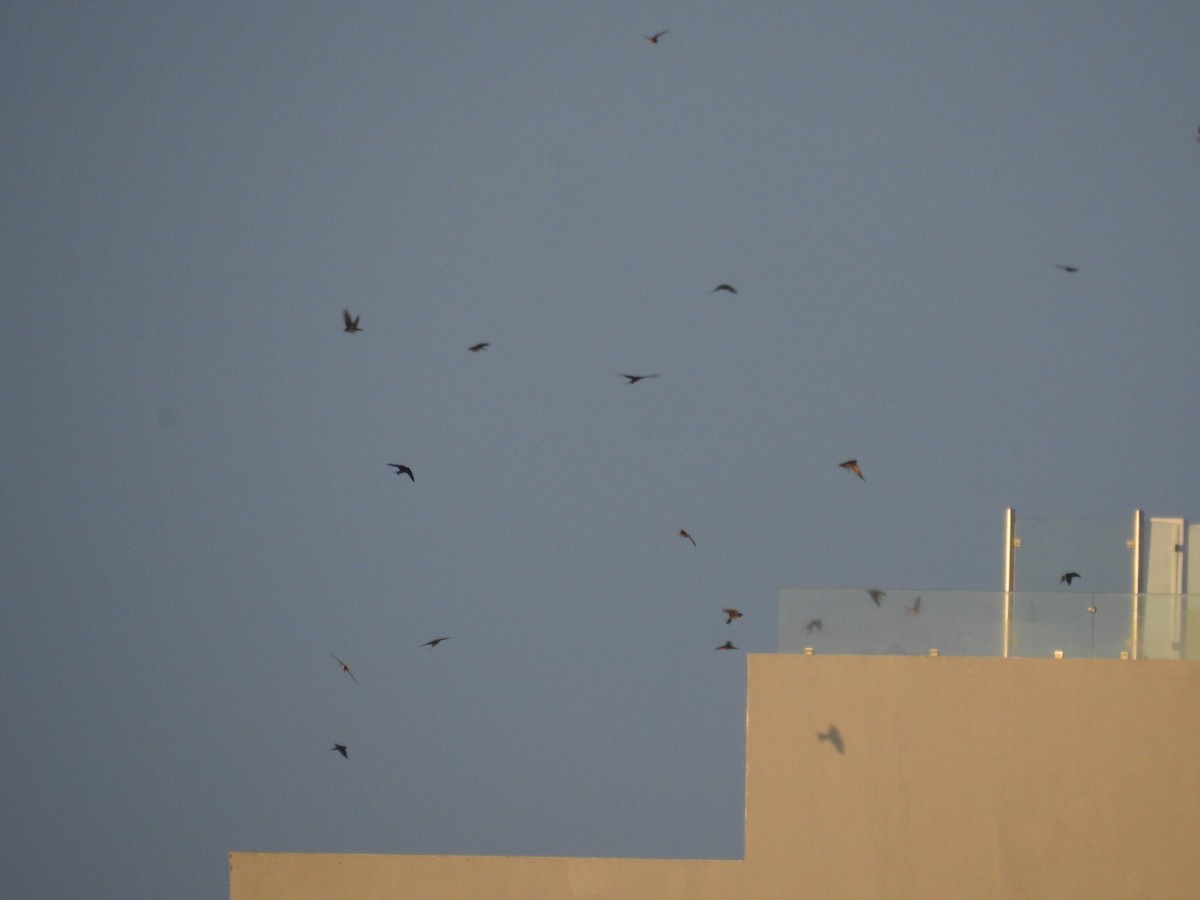 Barn Swallow - Jody  Wells