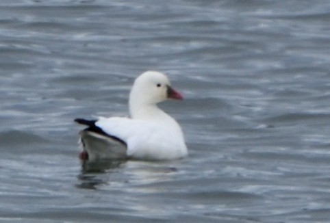 Ross's Goose - ML612041200