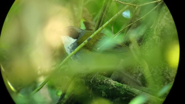 Costa Rican Brushfinch - ML612041264