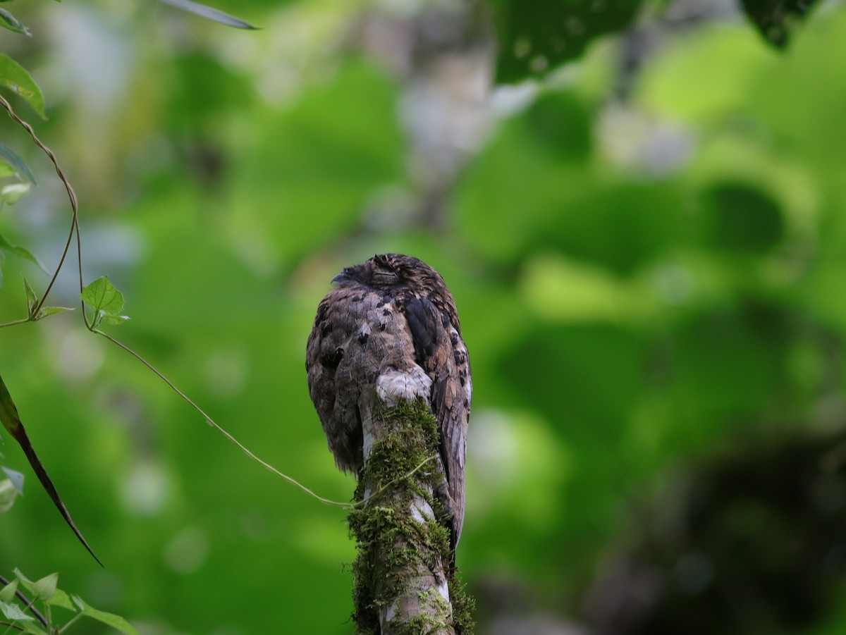Common Potoo - ML612041278