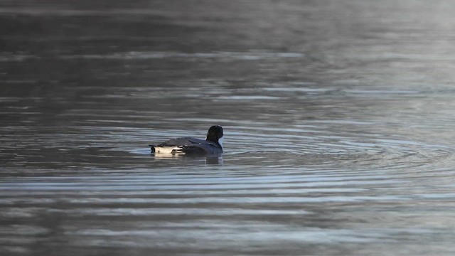 Guillemot à cou blanc - ML612041316