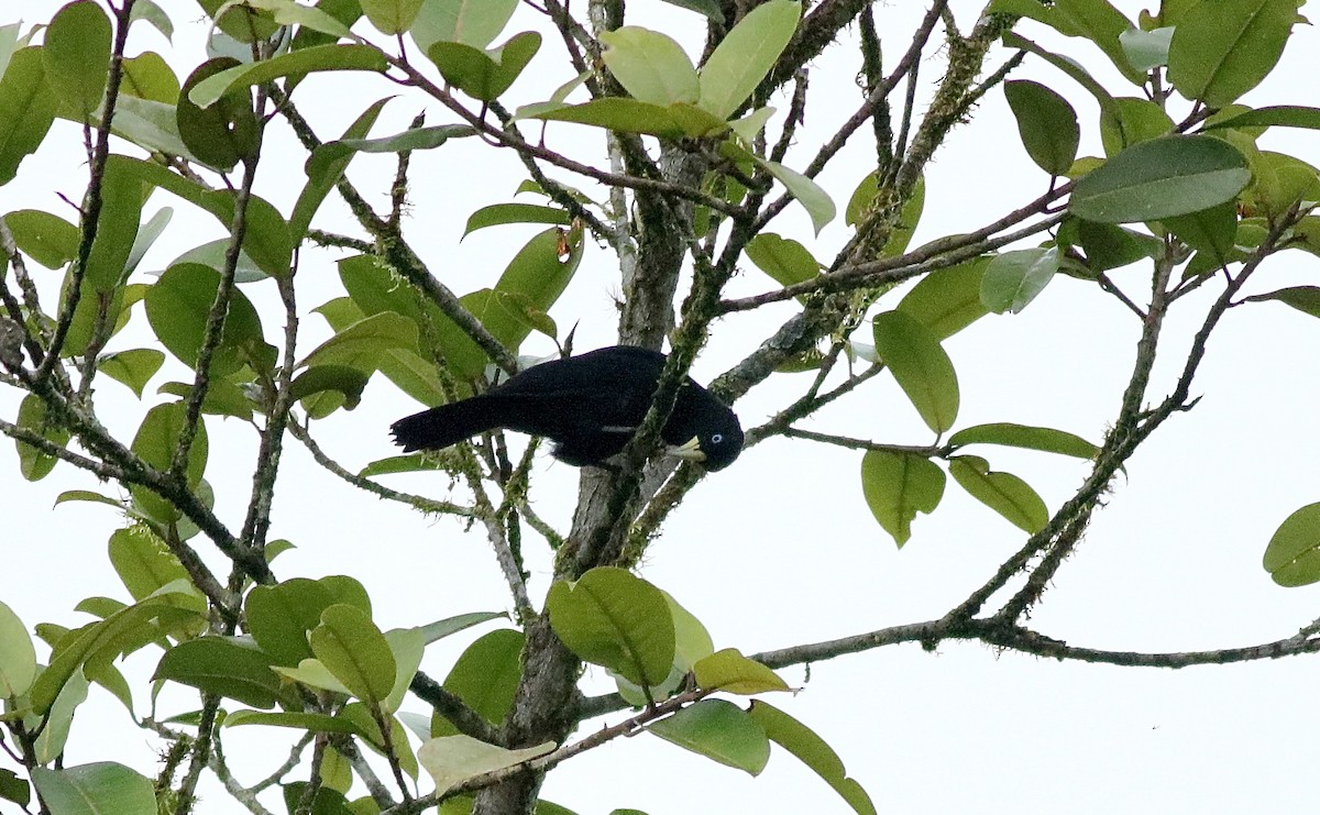 Scarlet-rumped Cacique - ML612041353