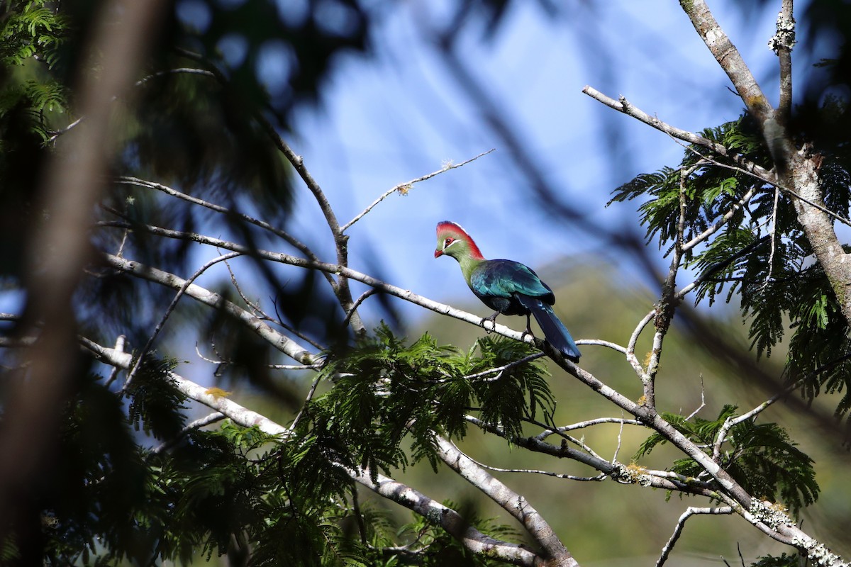 Touraco de Fischer (fischeri) - ML612041355