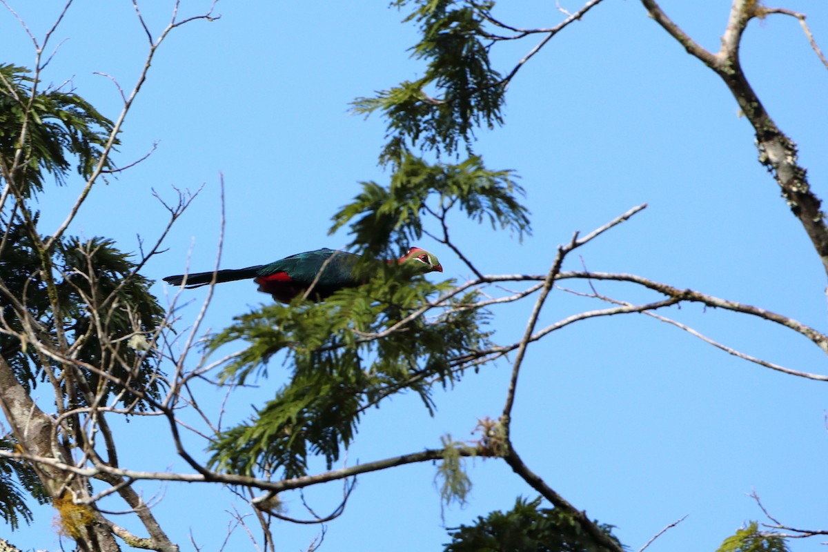 Fischer's Turaco (Fischer's) - ML612041356