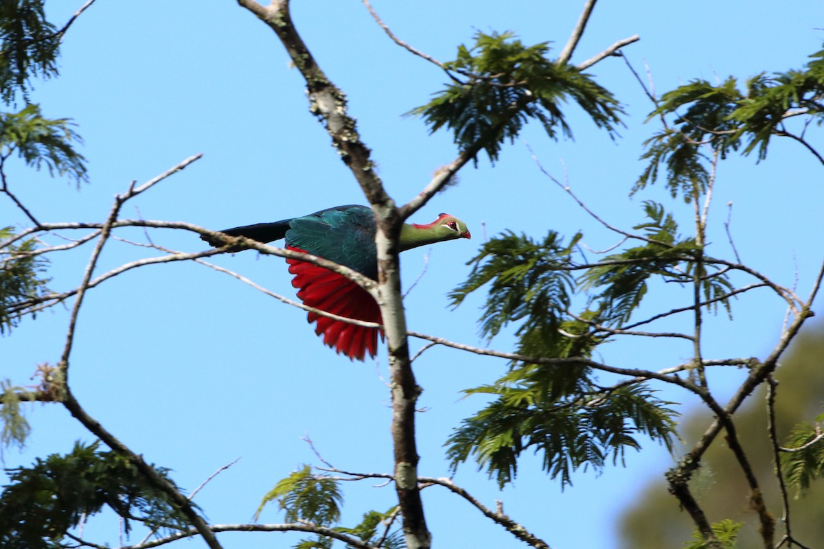 Turaco de Fischer (fischeri) - ML612041357