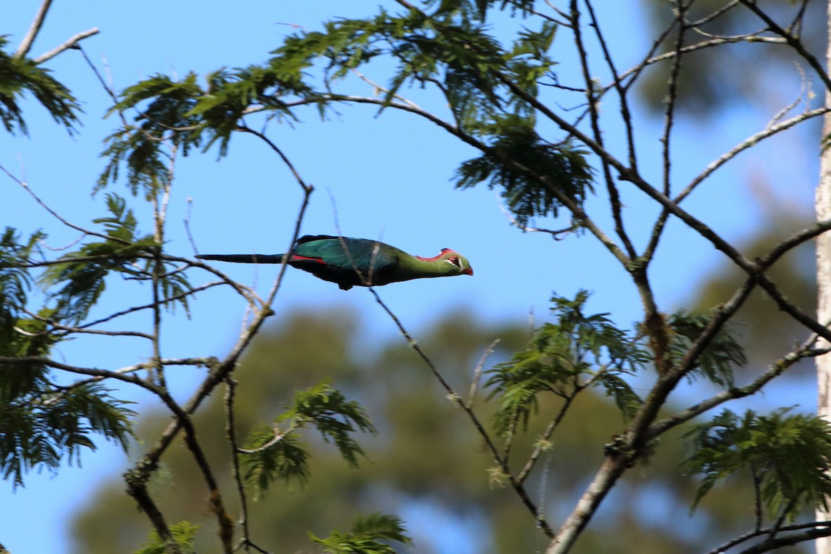 Turaco de Fischer (fischeri) - ML612041358